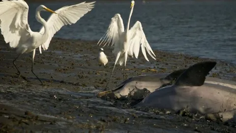 CLIP: Cá heo hợp sức săn mồi, chim cò "hưởng sái" bữa tiệc thịnh soạn