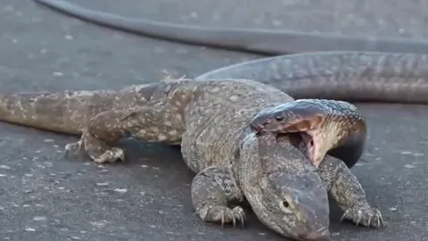 CLIP: Kỳ đà bị rắn hổ mang cắn xé giữa đường và cái kết khó tin