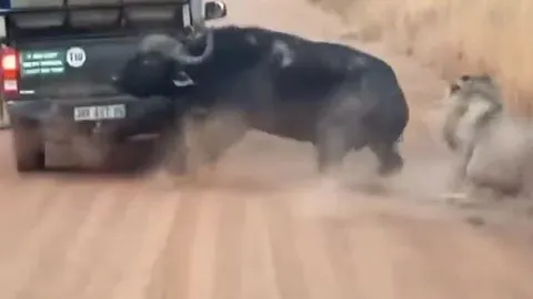CLIP: Bị sư tử truy sát, trâu rừng nổi điên húc nổ lốp xe ô tô của du khách để dọa kẻ đi săn rồi chạy thoát thân