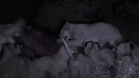 CLIP: Hà mã ngoạm nát đầu sư tử cái, thoát khỏi vòng vây của 26 con sư tử đói