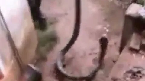 CLIP: Kinh hãi trước khoảnh khắc người đàn ông dùng tay không bắt sống rắn hổ mang chúa dài hơn 3 mét