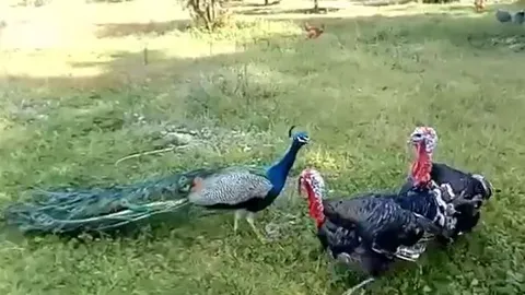 CLIP: Dại dột trêu chọc 2 con gà tây, chim công bị đánh cho tả tơi