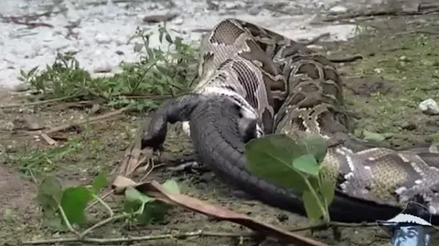 CLIP: Chạm trán trăn khổng lồ, cá sấu caiman bị kẻ thù nuốt chửng