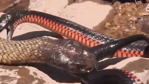 CLIP: Hổ mang chúa tung độc kích, hạ gục 'sát thủ đen'