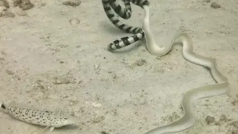 CLIP: Đi săn lươn bạch tạng, rắn cạp nia biển từ kẻ đi săn biến thành con mồi