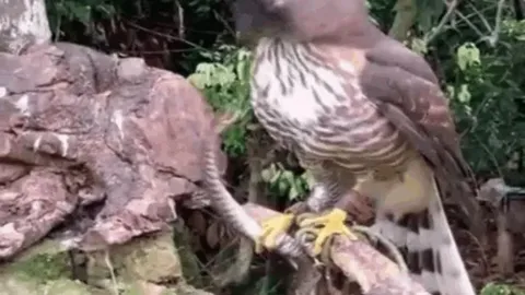 CLIP: Tử chiến với diều hâu, rắn độc bị đối thủ moi mắt