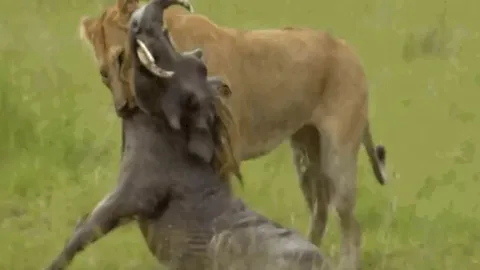 CLIP: Sư tử mẹ phô diễn sức mạnh, thành công hạ gục lợn rừng 'khủng' trước mặt đàn con