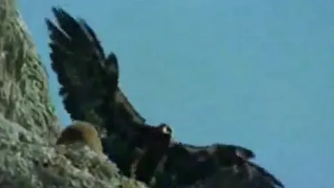 CLIP: Rợn người cảnh đại bàng hạ sát dê núi bằng cú rơi từ vách đá hàng chục mét