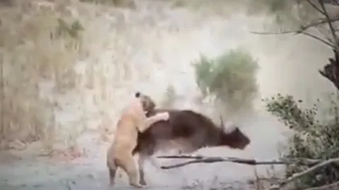 CLIP: Trâu rừng gục ngã dưới móng vuốt ba con sư tử