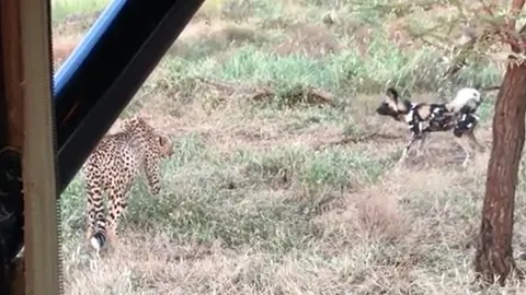 CLIP: Bầy chó hoang liều lĩnh cướp mồi báo săn và cái kết