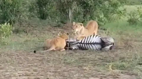 CLIP: Ngựa vằn bỏ mạng dưới nanh vuốt sư tử sau cuộc rượt đuổi nghẹt thở