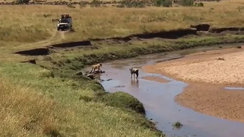 CLIP: Linh dương đầu bò liều lĩnh thách thức “lãnh chúa đồng cỏ”, cái kết đầy bi kịch