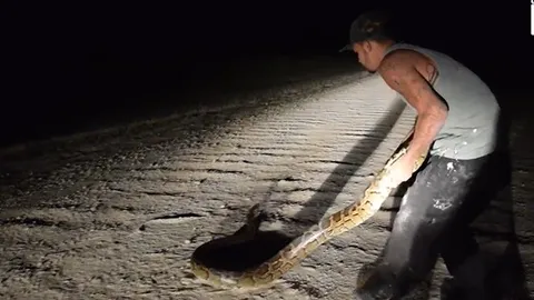 CLIP: Người đàn ông tay không khống chế trăn khổng lồ dài gần 4 mét trong đêm