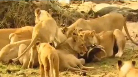 CLIP: Lợn bướu bị xé xác vì liều lĩnh "thách thức" sư tử