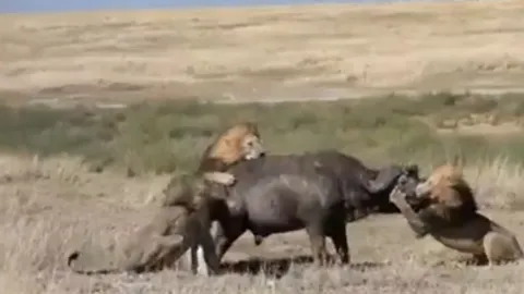 CLIP: 3 con sư tử đực hợp sức hạ gục trâu rừng và cái kết