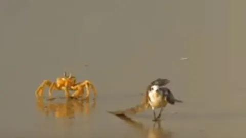 CLIP: Chim biển gãy cánh bị bầy còng biển truy sát và xé xác dã man