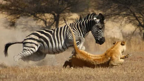 CLIP: Thoát hàm cá sấu, ngựa vằn vẫn chết thảm dưới móng vuốt sư tử