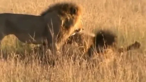 CLIP: Trận chiến kinh hoàng giữa 4 sư tử đực vì tranh giành lãnh thổ