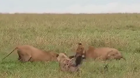 CLIP: Sư tử nổi điên, trừng phạt bầy linh cẩu tham lam
