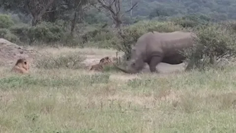 CLIP: Đang nằm nghỉ ngơi, đàn sư tử bỗng co giò bỏ chạy khi con vật này xuất hiện