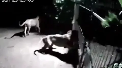 CLIP: Nửa đêm, 2 con sư tử tới cổng đe dọa chó nhà rồi nhận lại màn chống trả quyết liệt