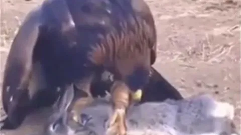 CLIP: Đại bàng phi thân, tóm gọn thỏ trong tích tắc