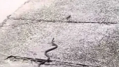 CLIP: Màn rượt đuổi kịch tính giữa rắn và thằn lằn