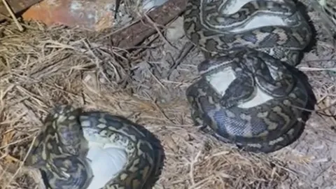 CLIP: Kinh hãi khi phát hiện 3 con trăn đang nằm cạnh nhau ấp trứng