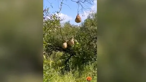 CLIP: Đàn chim dũng cảm hợp lực đánh đuổi rắn độc bảo vệ tổ non