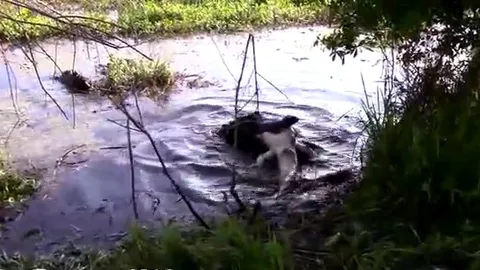 CLIP: Rùng rợn cảnh cá sấu khổng lồ cố nuốt xác đồng loại