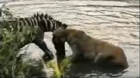 CLIP: Sư tử suýt chết đuối khi bị ngựa vằn “phản công” trong cuộc truy sát kịch tính