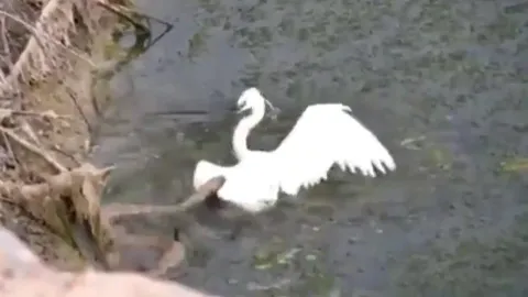 CLIP: Màn thủy chiến kịch tính giữa cò trắng với rắn, cái kết đầy bất ngờ