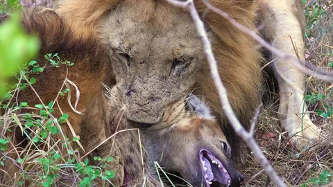 CLIP: Linh cẩu con lạc đàn bị sư tử đực sát hại dã man