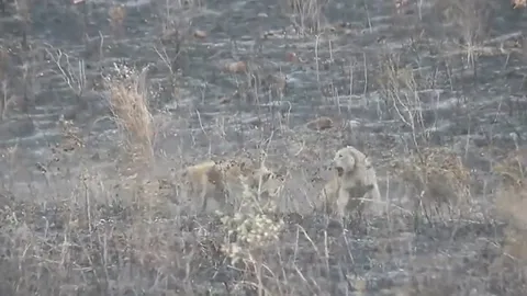 CLIP: Sư tử cái đơn độc trọng thương sau trận chiến dữ dội với đàn linh cẩu