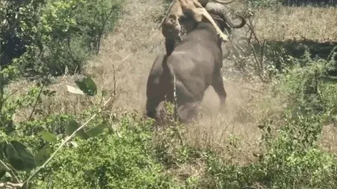 CLIP: Trông thấy sư tử đang ngủ trưa, trâu rừng 'ngứa mắt' lao lại húc tung đối thủ khiến chúa sơn lâm bị trọng thương