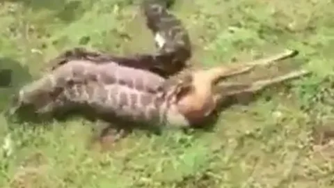 CLIP: Cảnh tượng kinh hoàng, trăn khổng lồ nuốt chửng nai chỉ trong 20 giây