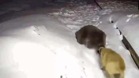 CLIP: Thấy gấu đen chuẩn bị tấn công chủ, chó Kangal dũng cảm lao lại giải cứu và cái kết