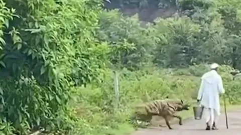 CLIP: Đang đi đường, ông cụ bị linh cẩu lao ra tấn công và màn giải cứu khiến người xem 'thót tim'