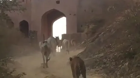 CLIP: Hổ dữ đi vào làng bắt bò khiến nhiều người sợ hãi