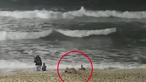 CLIP: Đi biển cùng gia đình bị chó sói tấn công, bé gái 2 tuổi tự vật lộn để cứu mình và cái kết 'thót tim'