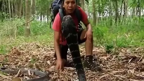 CLIP: Bị người đàn ông tiếp cận, rắn hổ mang chúa 'khủng' điên cuồng cắn trả và cái kết