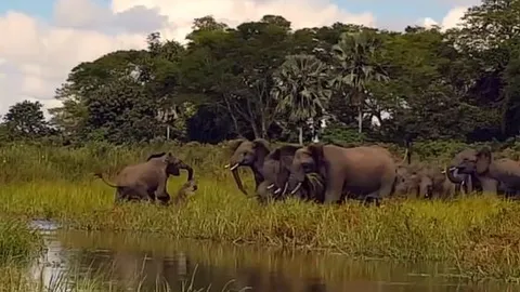 CLIP: Đang uống nước, voi bất ngờ bị cá sấu khổng lồ tấn công