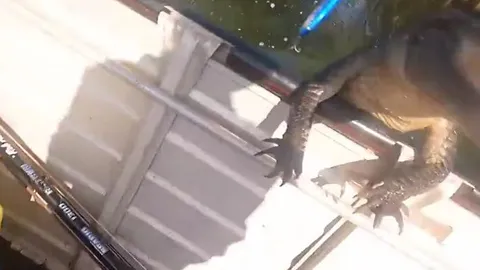 CLIP: Kinh hãi trước khoảnh khắc cá sấu lao lên ca nô tấn công du khách