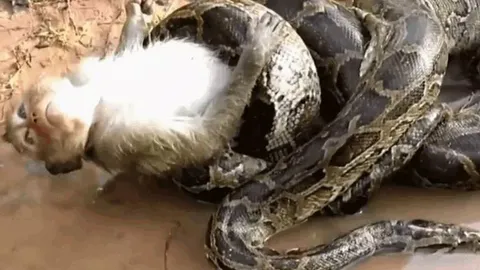 CLIP: Chủ động tấn công trăn 'khủng', con khỉ nhận cái kết bi thảm