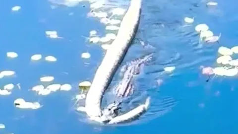 CLIP: Cá sấu săn hạ trăn Miến Điện rồi lôi con mồi đi giữa sông