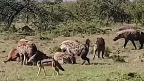 CLIP: Sư tử vừa săn được hươu cao cổ non đã bị đàn linh cẩu lao lại cướp và cái kết đầy kịch tính