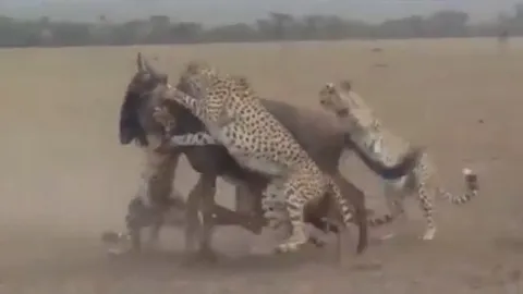 CLIP: 4 anh em nhà báo săn hợp sức hạ gục linh dương đầu bò và cái kết