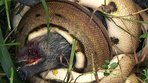 CLIP: Trăn khổng lồ phục kích, quật ngã heo rừng trong tích tắc