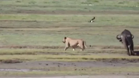 CLIP: Sư tử cái đơn độc tấn công trâu rừng và nhận cái kết ngoài dự đoán