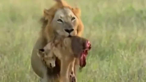 CLIP: Rùng mình cảnh tượng sư tử đực tàn nhẫn xé xác đồng loại non